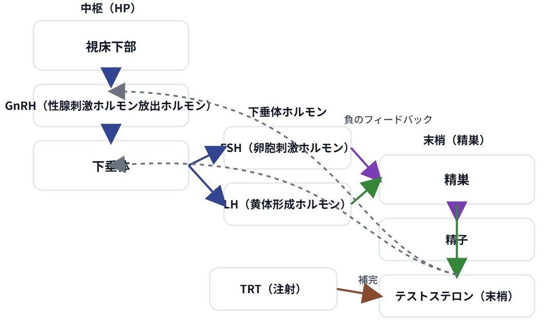 【男性ホルモン補充】テストステロン補充外来