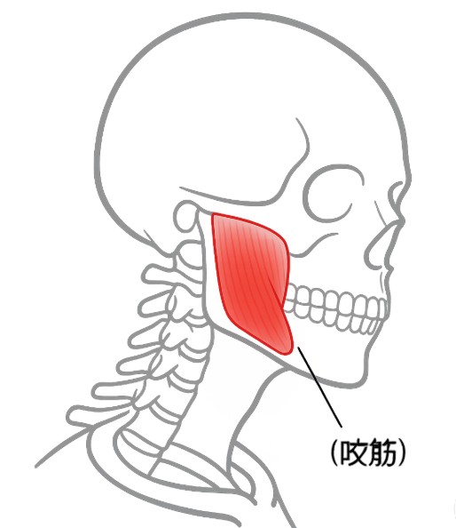 エラ（咬筋）ボトックス｜小顔・食いしばり・頭痛/肩こりにも<br><p style="font-size: 0.25em;">ボトックスは、ボツリヌス菌が作り出した神経毒を精製して作られた薬剤です。正式名称は「ボツリヌス毒素」ですが、アラガン社製の薬剤名が「ボトックス」として広く知られています。 </p> <style>span.post.post-page.current-item p {     display: none; } .ja p {font-size: 10px;line-height: 1.6;"}</style>
