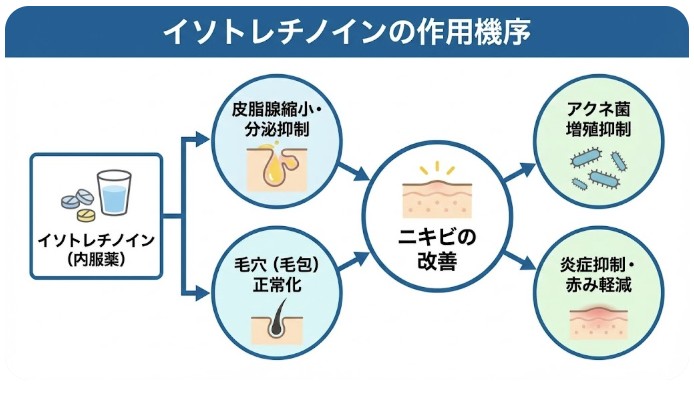 イソトレチノイン（アクネトレント等）｜難治性ニキビ内服治療